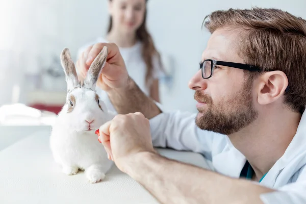 Che cos'è la dermatologia veterinaria